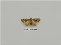 藏品(夜蛾683)的圖片